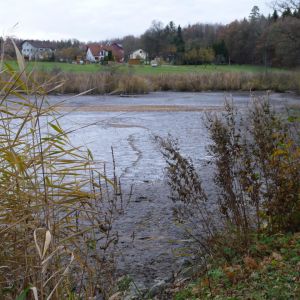 20101106 abfischen fleckenbachsee 17 1e03a906