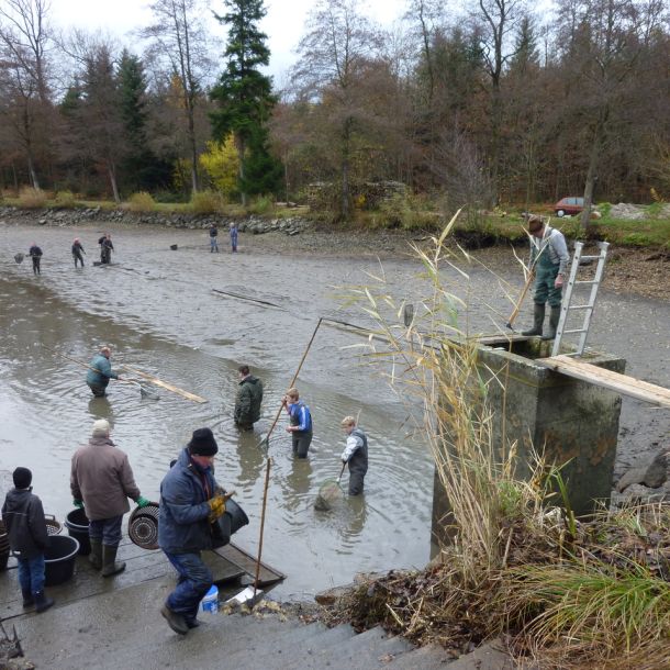 20101106 abfischen fleckenbachsee 27 d39c67c1