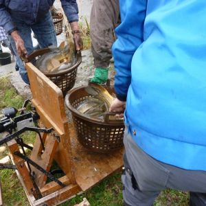 20101106 abfischen fleckenbachsee 39 fa1e160f