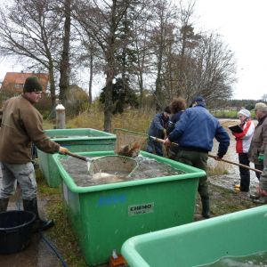 20101106 abfischen fleckenbachsee 47 52e39387