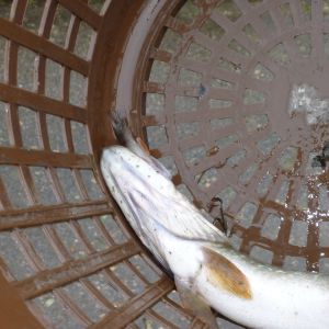 20101106 abfischen fleckenbachsee 48 cdd60adf