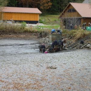 20101106 abfischen fleckenbachsee 52 a3617e24