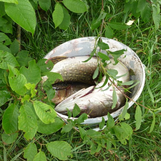 20110511 anfischen jagst 14 47e4e73d