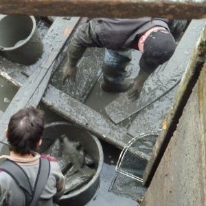 2011     ablassen tiefensee 2011 25 5c50421b