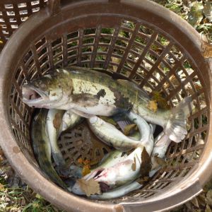 2011     ablassen tiefensee 2011 84 23a9f868