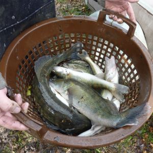 2011     ablassen tiefensee 2011 85 5e89b3b4