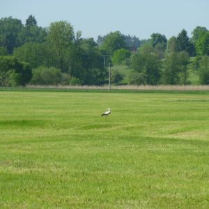 20120520 naturbilder 80 367e9378