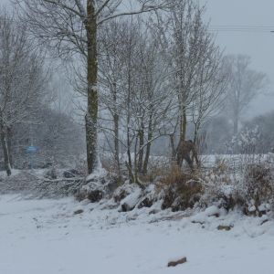 201301   sanierung loeffelstelzweiher 13 92d7617b