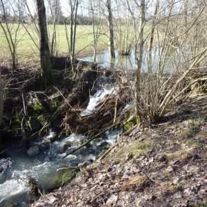 20130309 bachputzete 6 56f552af