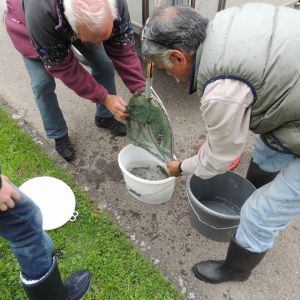 20130517 wiederansiedlungsprojekt bachforelle 22 3769c90e