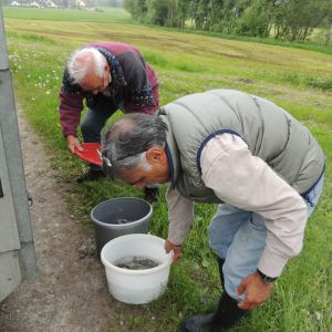 20130517 wiederansiedlungsprojekt bachforelle 27 3740db87