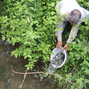 20130517 wiederansiedlungsprojekt bachforelle 31 4f53ea83