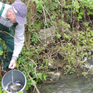 20130517 wiederansiedlungsprojekt bachforelle 33 2573dc35