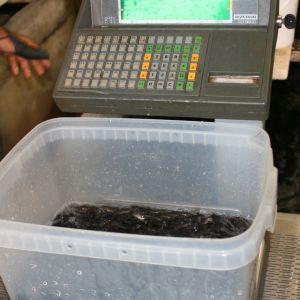 20130517 wiederansiedlungsprojekt bachforelle 53 91bd9578