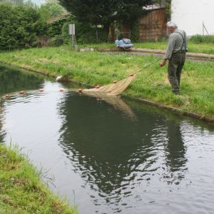 20130517 wiederansiedlungsprojekt bachforelle 55 65dd7ba5