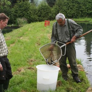 20130517 wiederansiedlungsprojekt bachforelle 56 22f9b2eb