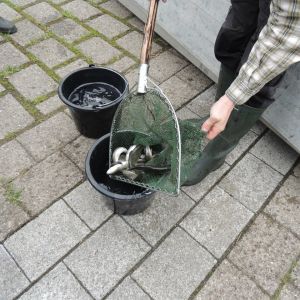 20130517 wiederansiedlungsprojekt bachforelle 7 0a7ffdcd