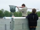 20130517 wiederansiedlungsprojekt bachforelle 85 6ecbaec2