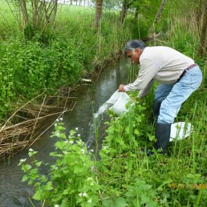 20130517 wiederansiedlungsprojekt bachforelle 86 1ee2a058