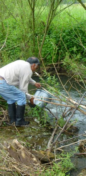 20130517 wiederansiedlungsprojekt bachforelle 90 de206d87