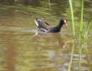 20130604 naturbilder 16 0dedf3db