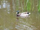 20130604 naturbilder 21 8425d097