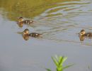 20130604 naturbilder 24 9bf1a9fa