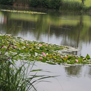 20130728 naturbilder 28 4083111f