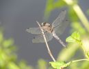 20130801 naturbilder 33 d9e17307