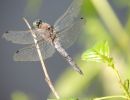 20130801 naturbilder 34 48bc4427