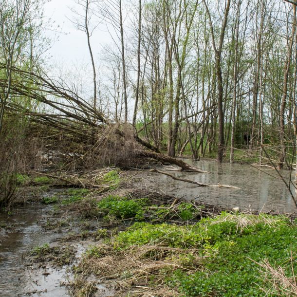 20140412 biberseminar fischerei hegebereich neckar vii 35 b615777d