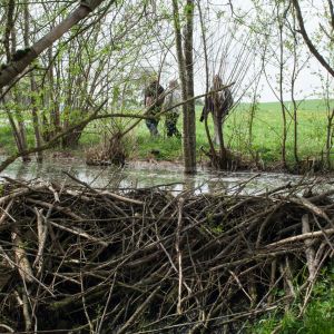 20140412 biberseminar fischerei hegebereich neckar vii 42 53e389b9