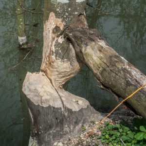 20140412 biberseminar fischerei hegebereich neckar vii 45 acdbf331