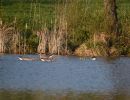 20140413 naturbilder 57 ea45874e