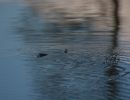 20140423 naturbilder 11 93270a40