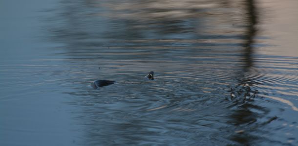 20140423 naturbilder 11 93270a40