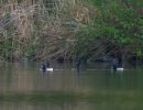 20140426 naturbilder 66 65c5b2d0