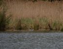 20140427 naturbilder 50 03d6cd82