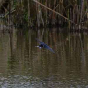 20140503 naturbilder 73 b4006e60
