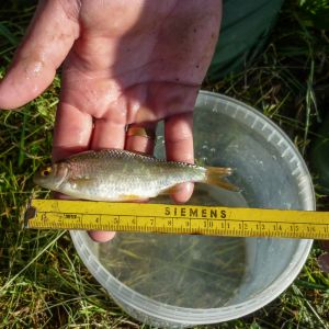 20140609 reusenbefischung steinbach 1 c83efd54