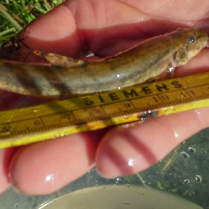 20140609 reusenbefischung steinbach 2 8150969c