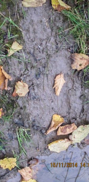 20141115 biberseminar vfg 14 10877931