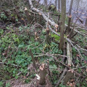 20141115 biberseminar vfg 16 caf618cf