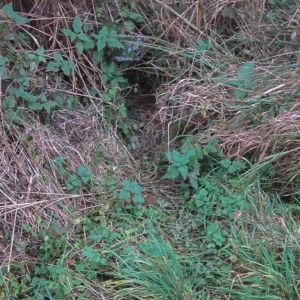 20141115 biberseminar vfg 17 5b4f2d41