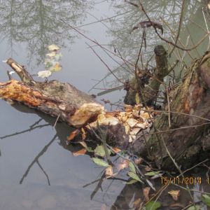 20141115 biberseminar vfg 19 b15b5682