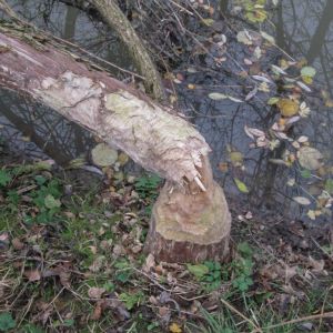 20141115 biberseminar vfg 21 e4062359