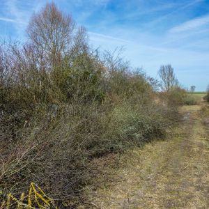 20150308 loeffelstelzweiher im fruehjahr 3 32da3b44