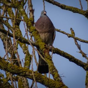 20150410 natur 2015 11 f0a785f2