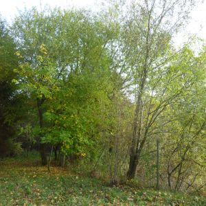 20151023 sanierung krebslache 27 9fc7cc8e