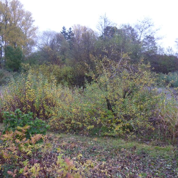 20151024 sanierung krebslache 42 ec91db4b
